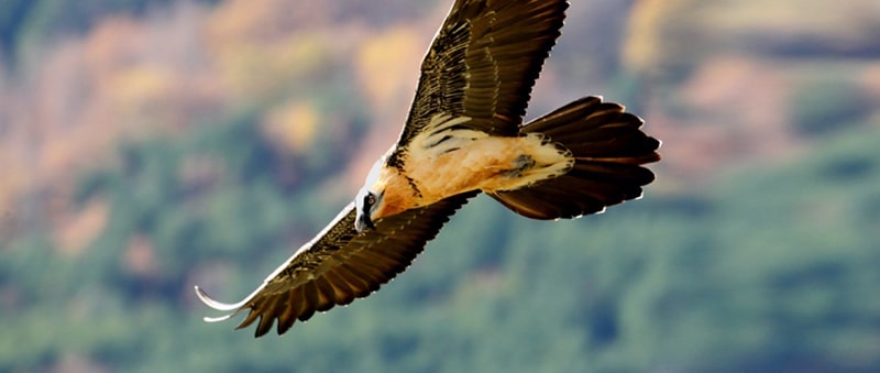<strong>Bearded vulture (Gypaetus barbatus) gliding over the region of Aragón</strong> on <a href='https://www.spain.info/en/top/wildlife-spotting-safari-europe/' target='_blank'><strong>Spain Official Website</strong></a>.